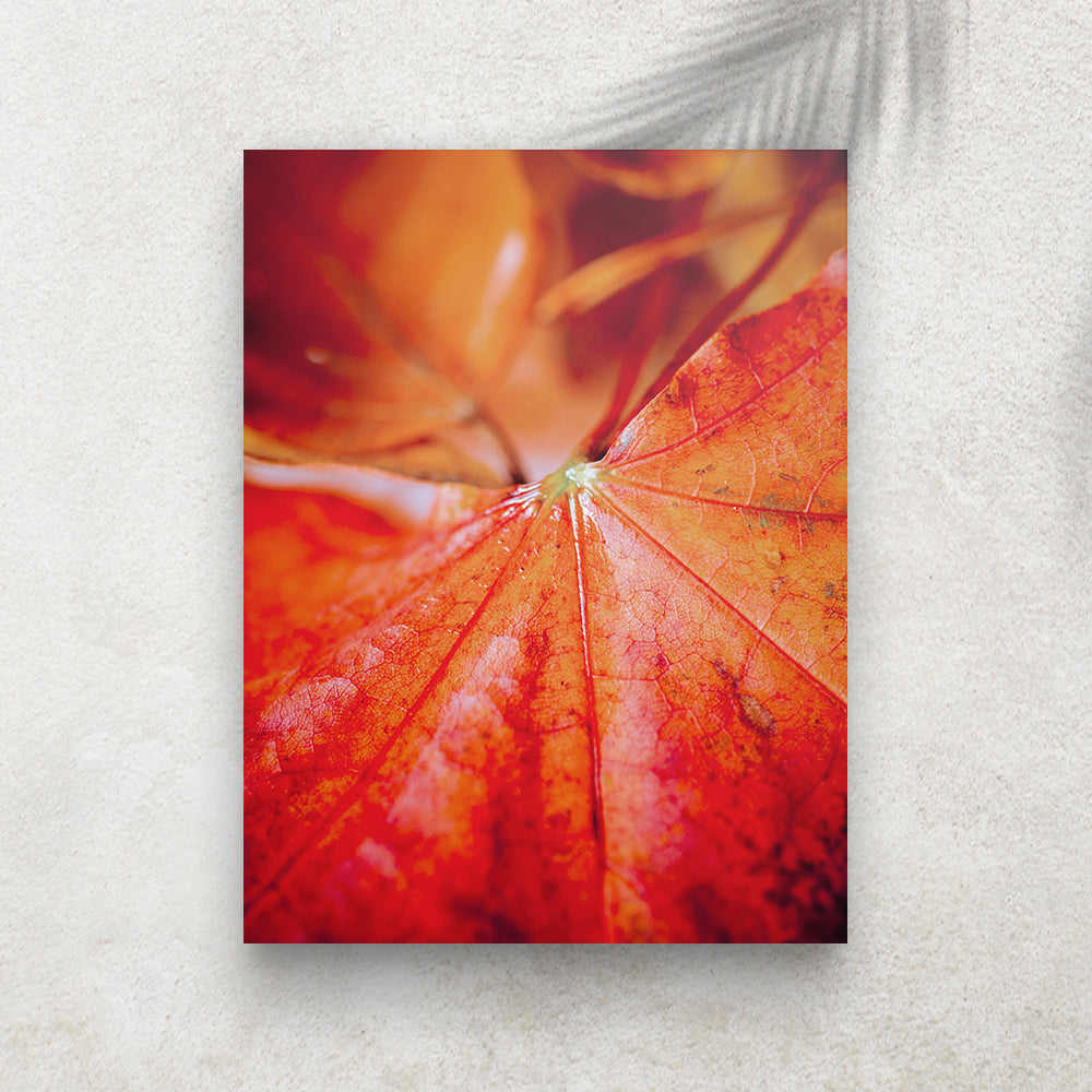 Macro Autumn Leaf – Affiche Macro Feuille d’Automne