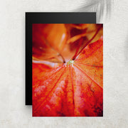 Macro Autumn Leaf – Affiche Macro Feuille d’Automne
