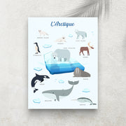 L’Arctique – Imagier Enfant des Animaux Polaires