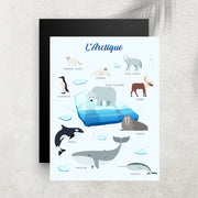 L’Arctique – Imagier Enfant des Animaux Polaires