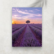 L’Heure Lavande – Affiche Provence & Coucher de Soleil