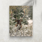 Cerf dans la Forêt – Affiche Hiver