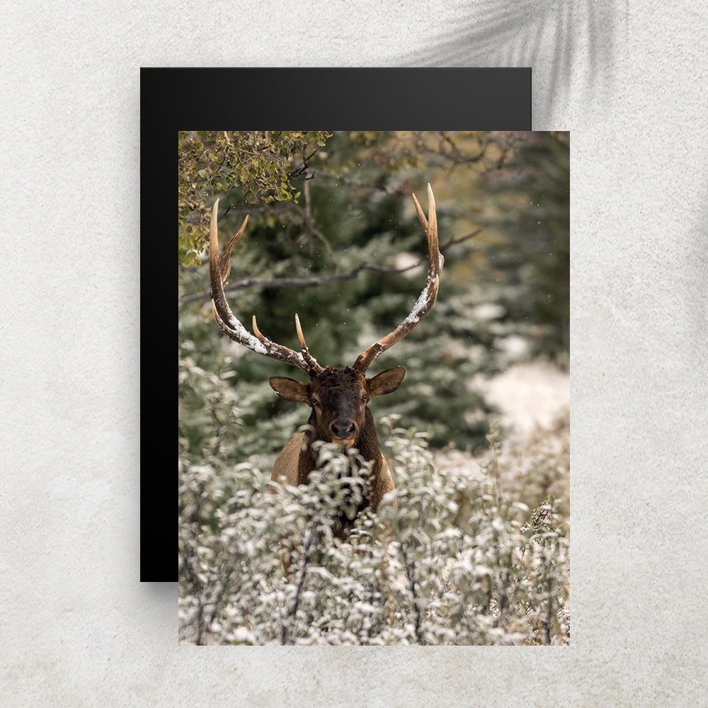 Cerf dans la Forêt – Affiche Hiver