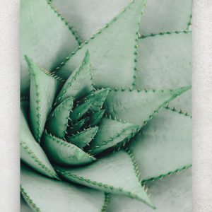 aloe-vera